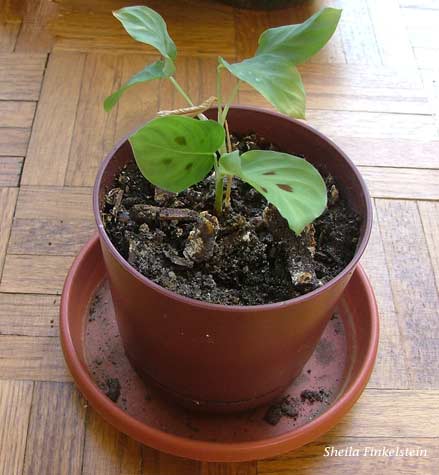 maranta 6 weeks after having been transplanted