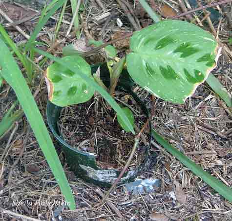 maranta outside - plastic pot deteriorated