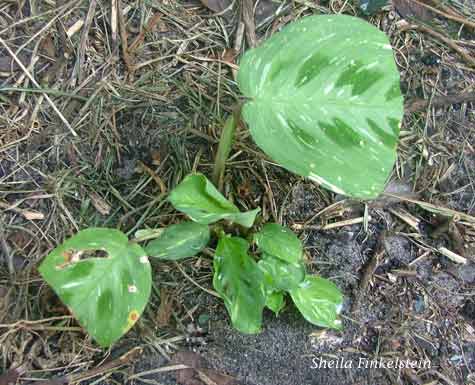 unfolding leaves in center of maranta planted outside