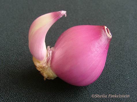 both onion segments completely exposed at the end of peeling layer 8